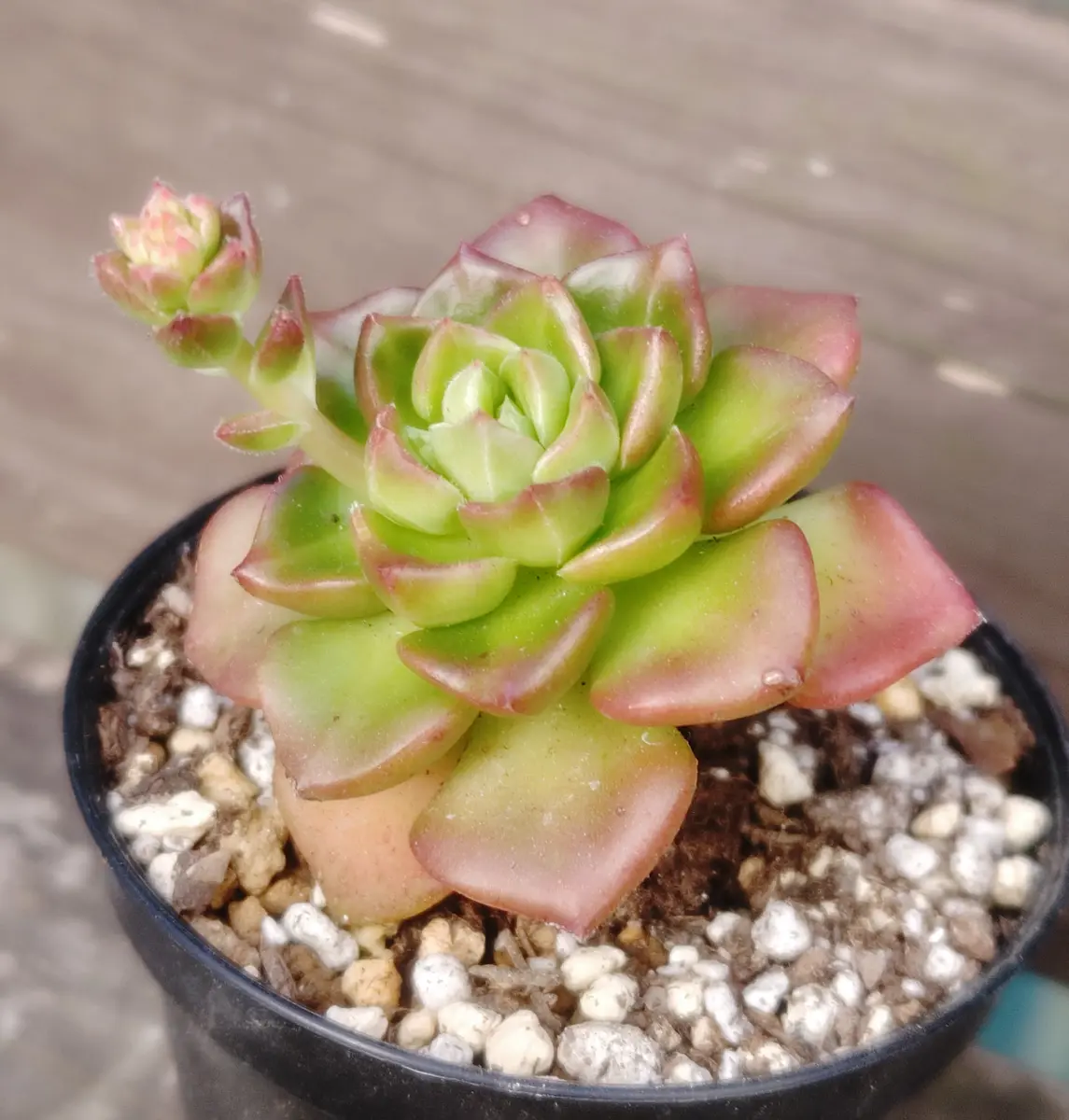 あちこちのレディジア🌵｜園芸日記bywhitebear｜みんなの趣味の園芸
