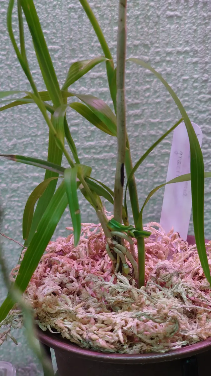 Neobenthamia. 稀少種 原種 洋蘭 gracilis 五台山洋蘭園 ランの里 洋蘭専門店 開花大株 鉢花