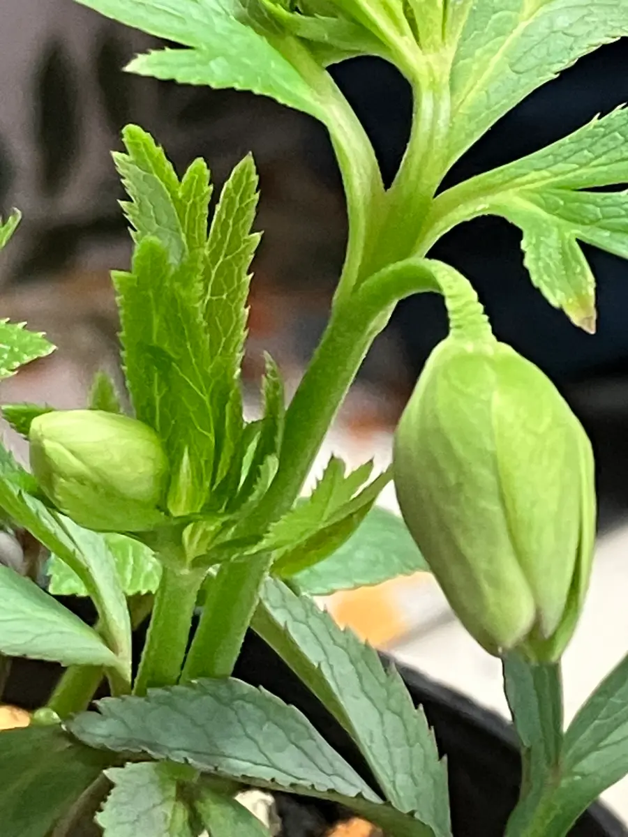 クリスマスローズの日記一覧|植花夢isikawaさんの園芸日記