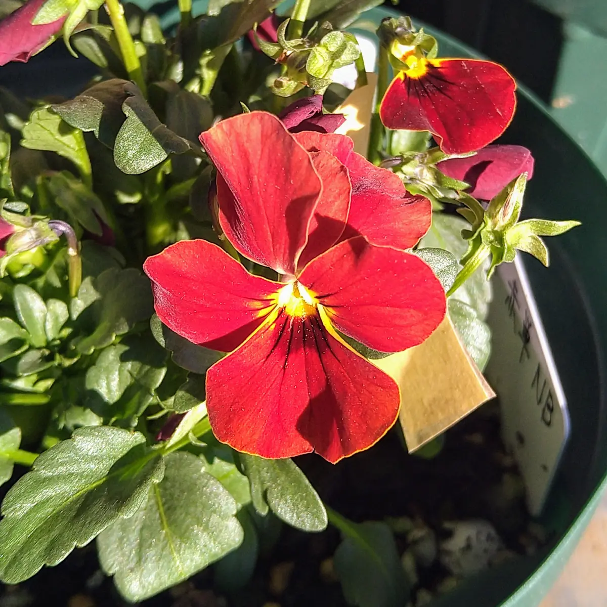 奇形ビオラ ※追記しました｜園芸日記byformosana｜みんなの趣味の園芸