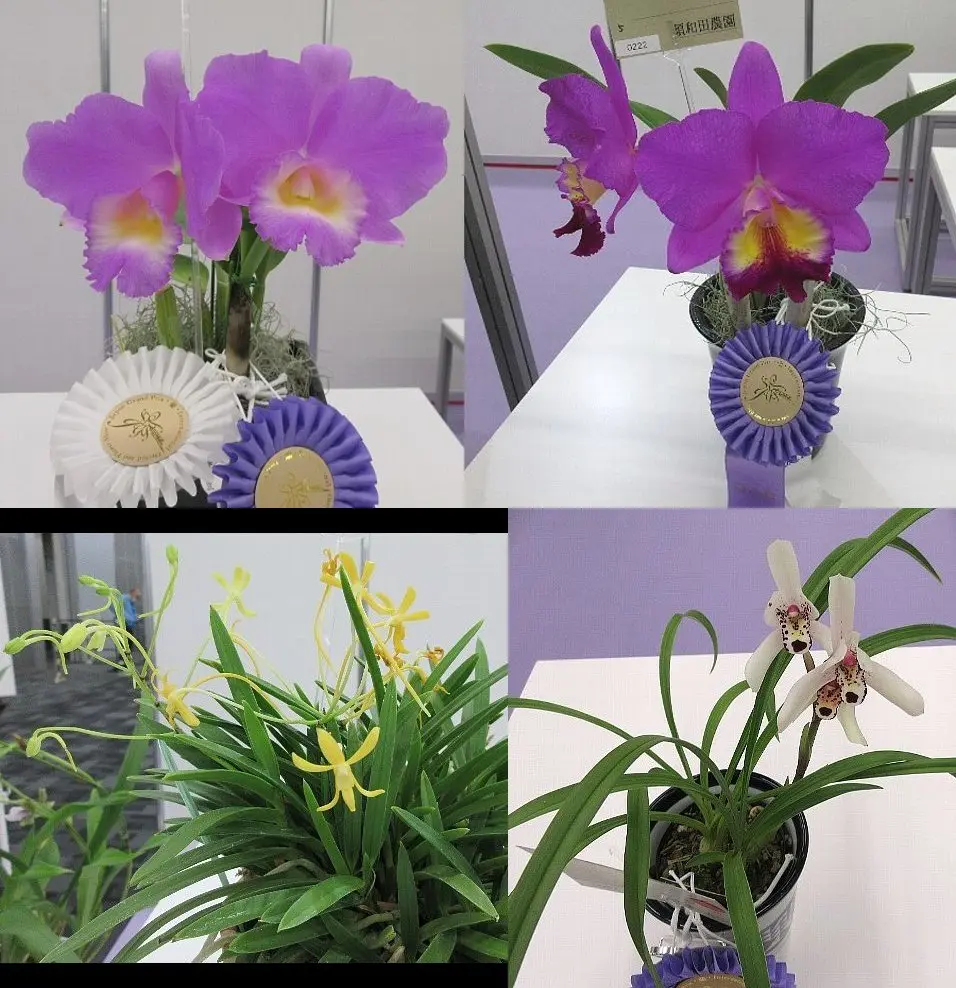 世界らん展2025 その8 フレグランス審査｜園芸日記byレプト｜みんなの