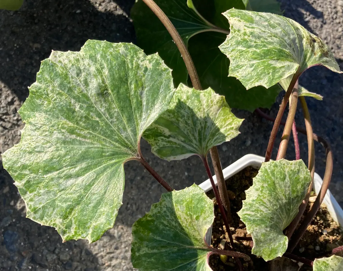 ツワブキ爆買い｜園芸日記byがち｜みんなの趣味の園芸｜1292216