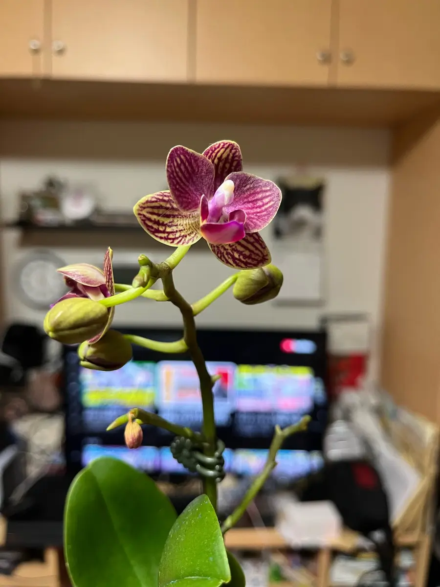 ミニ胡蝶蘭開花｜園芸日記by水色の木｜みんなの趣味の園芸｜1292337