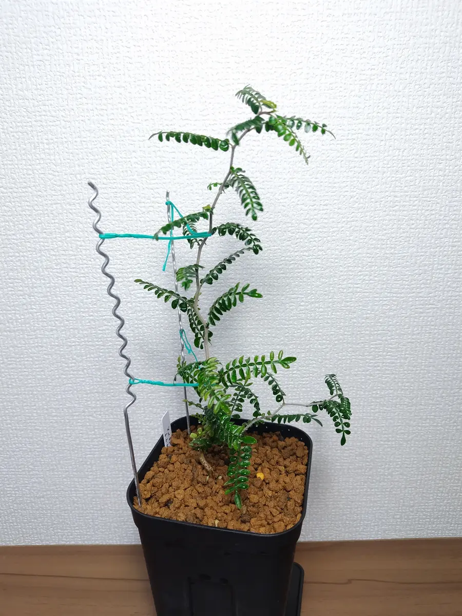 パキプス鉢増し｜園芸日記byまんどれいく｜みんなの趣味の園芸｜1292656