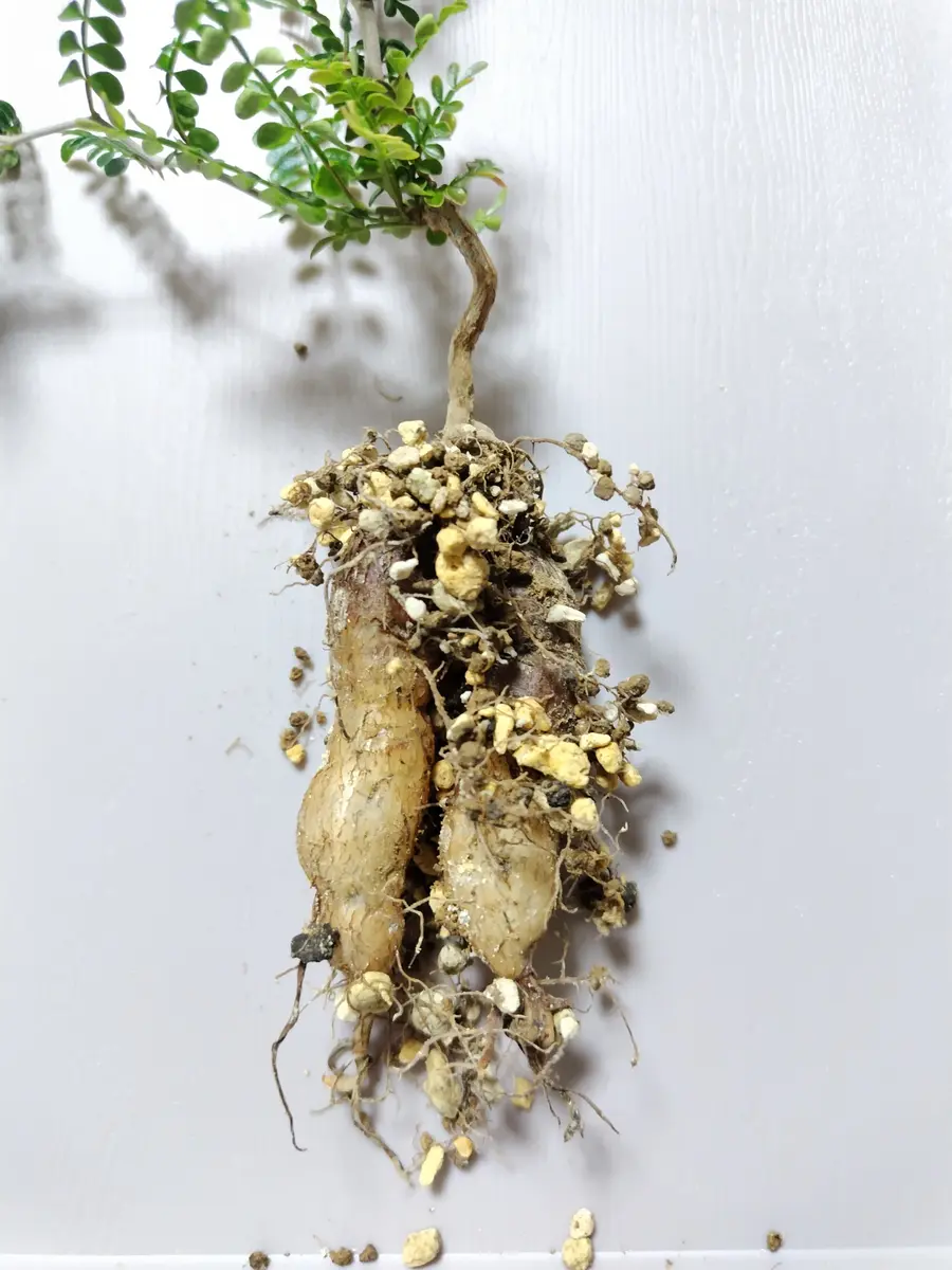 パキプス鉢増し｜園芸日記byまんどれいく｜みんなの趣味の園芸｜1292656