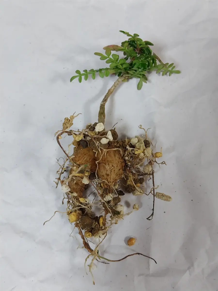 パキプス鉢増し｜園芸日記byまんどれいく｜みんなの趣味の園芸｜1292656