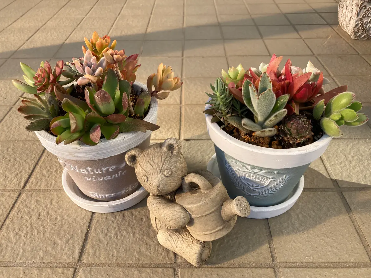 宿根(ᵔᴥᵔ)挿し穂　寄せ植えにも♡ほったらかし♡グランドカバー 宿根(ᵔᴥᵔ)挿し穂 寄せ植えにも♡ほったらかし♡グランドカバー 宿根