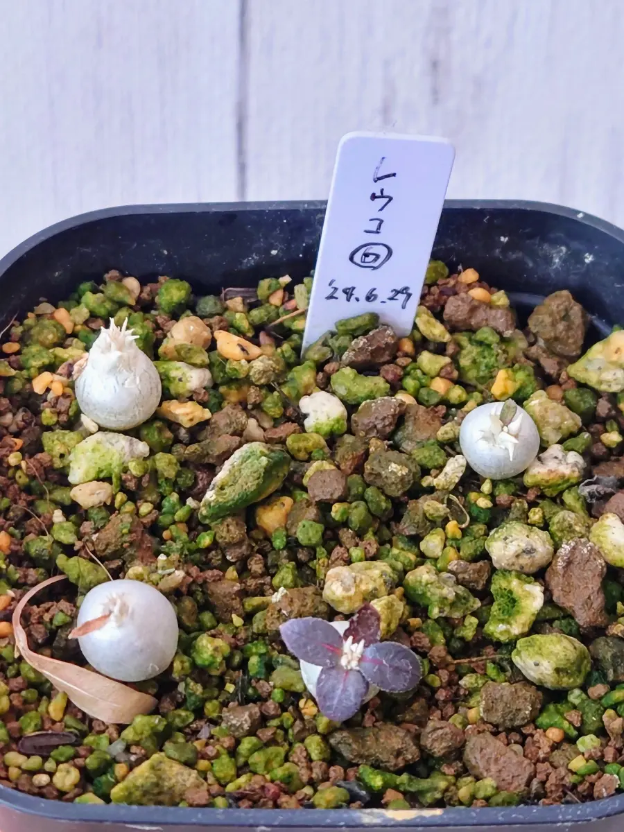 ひとりたくましく生長中！実生のパキポディウム・レウコキサンツムさん