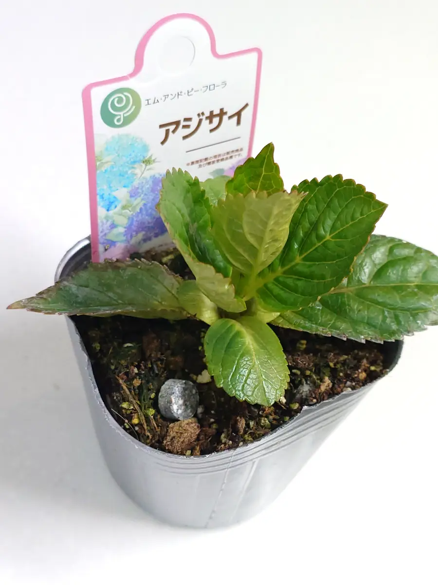 紫陽花 苗　旭日昇天　超超特大　来年用 紫陽花 苗 旭日昇天 超超特大 来年用 アジサイ 旭日昇天＋花鳥風月 5