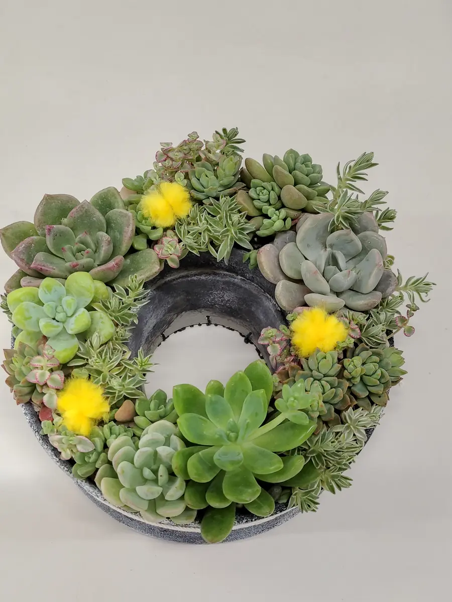 多肉植物のかわいい寄せ植え講座(平野純子先生)｜園芸日記byNaomi。T