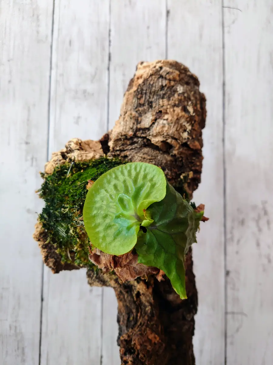 これは子株かい？ビカクシダ・マダガスカリエンセさん。｜園芸日記byPlantskafka｜みんなの趣味の園芸｜1293377