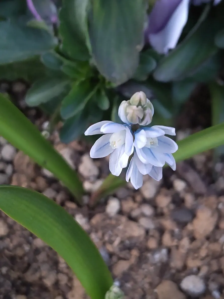 アロマストーン ❨チューリップの妖精❩ 打て 