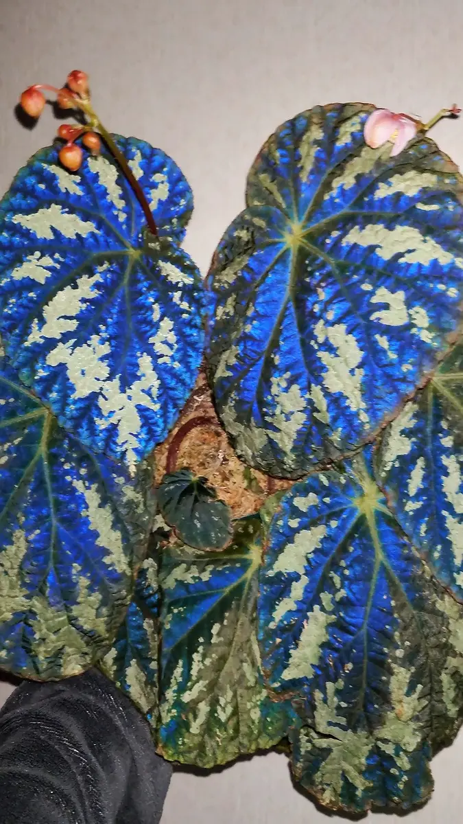 あんま載せてなかったかも｜園芸日記byfm_plants｜みんなの趣味の園芸