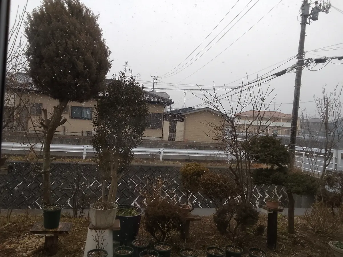 昨日の庭のようす(*^^*)｜園芸日記byカシワバアジサイ｜みんなの