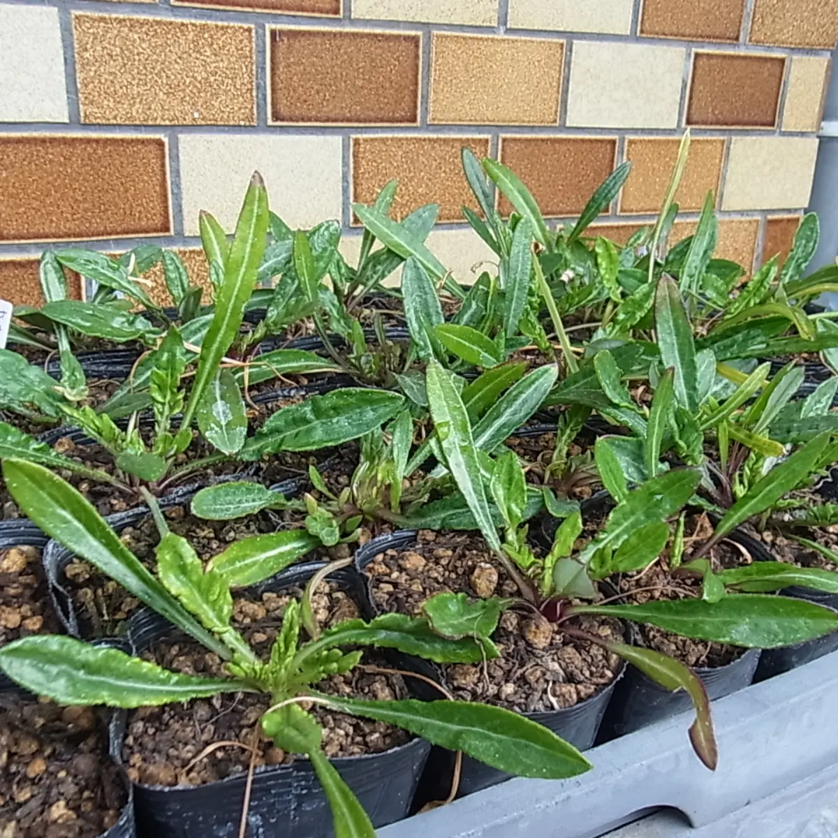 ガザニアの花と蕾と秋蒔き苗とキンギョソウの蕾|園芸日記byblanca7977 ガザニアの花と蕾と秋蒔き苗とキンギョソウの蕾|園芸日記byblanca7977