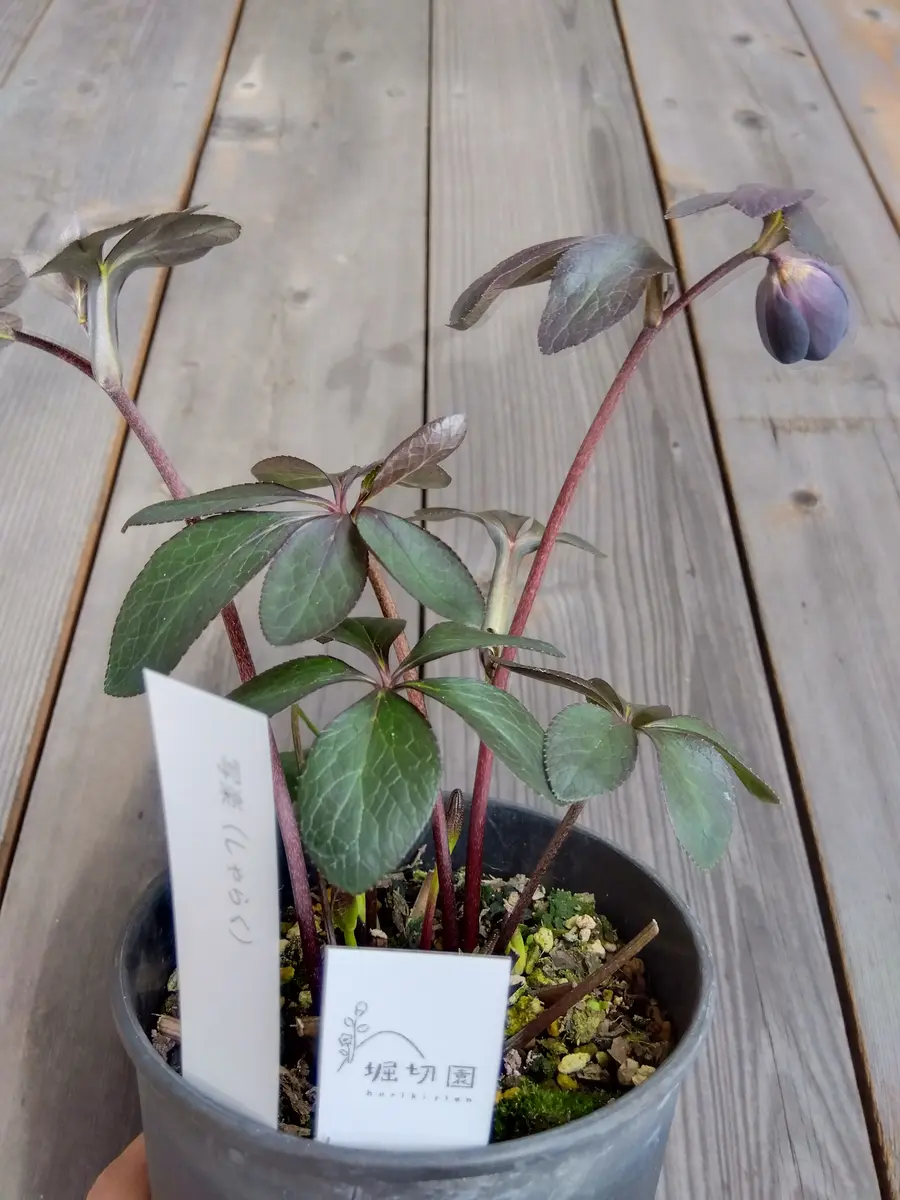 2025年のクリスマスローズ2｜園芸日記byおどるキノコ｜みんなの趣味の