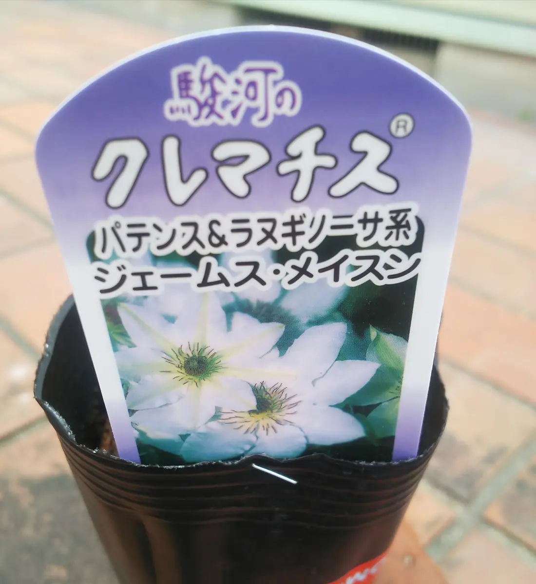 今年もクレマチス熱✨|園芸日記by花花のんびり|みんなの趣味の 今年もクレマチス熱✨|園芸日記by花花のんびり|みんなの趣味の