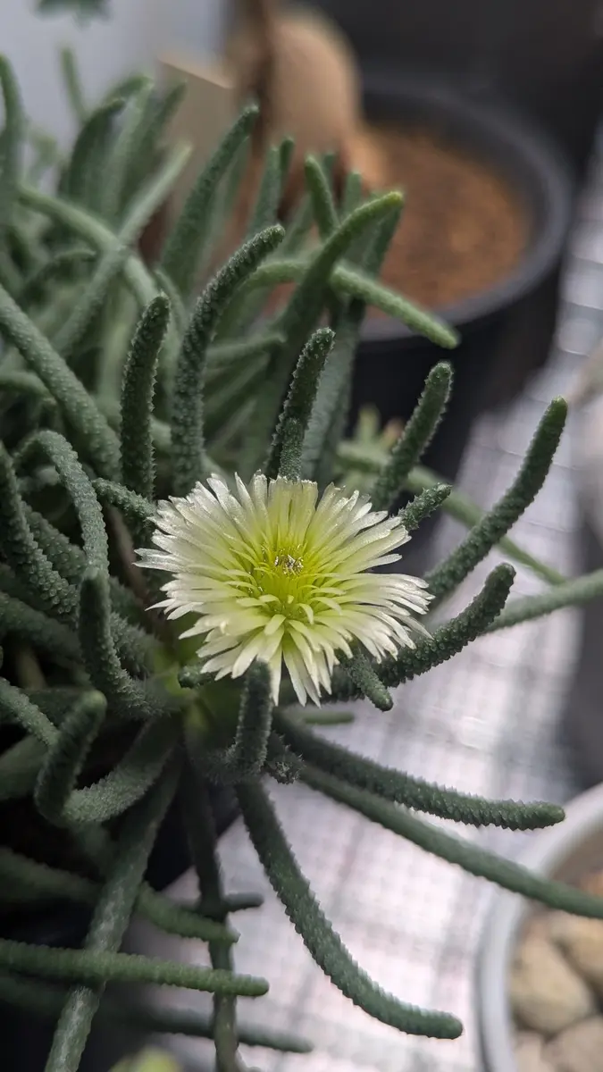 フィロボルス・ラビエイ　極上株 ︎︎︎☺︎ おはようございます スタッフ𝓜です 今日ご紹介する植物