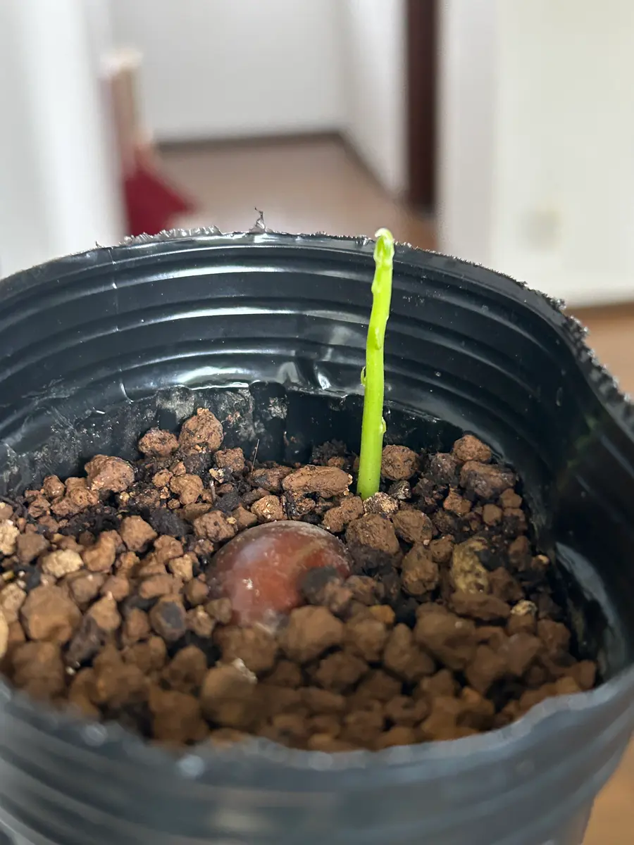発芽 カニステルが発芽🌱✨｜園芸日記byアウルの森｜みんなの趣味の園芸