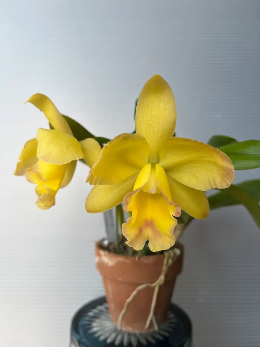 Rlc.MemorialGold'Canary'🅰️｜園芸日記bydenndoro-k