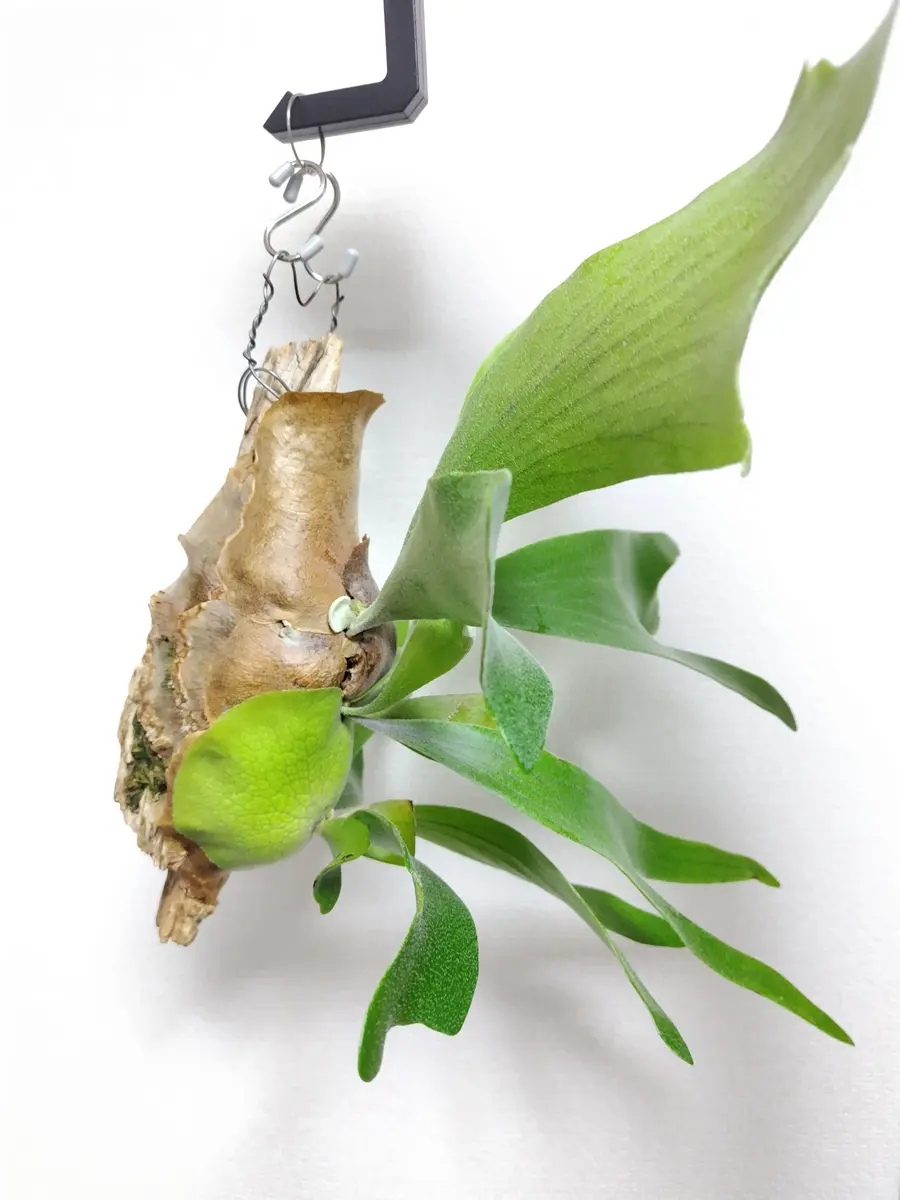 拾ってきた流木に着生させているネザーランド｜園芸日記byまんどれいく