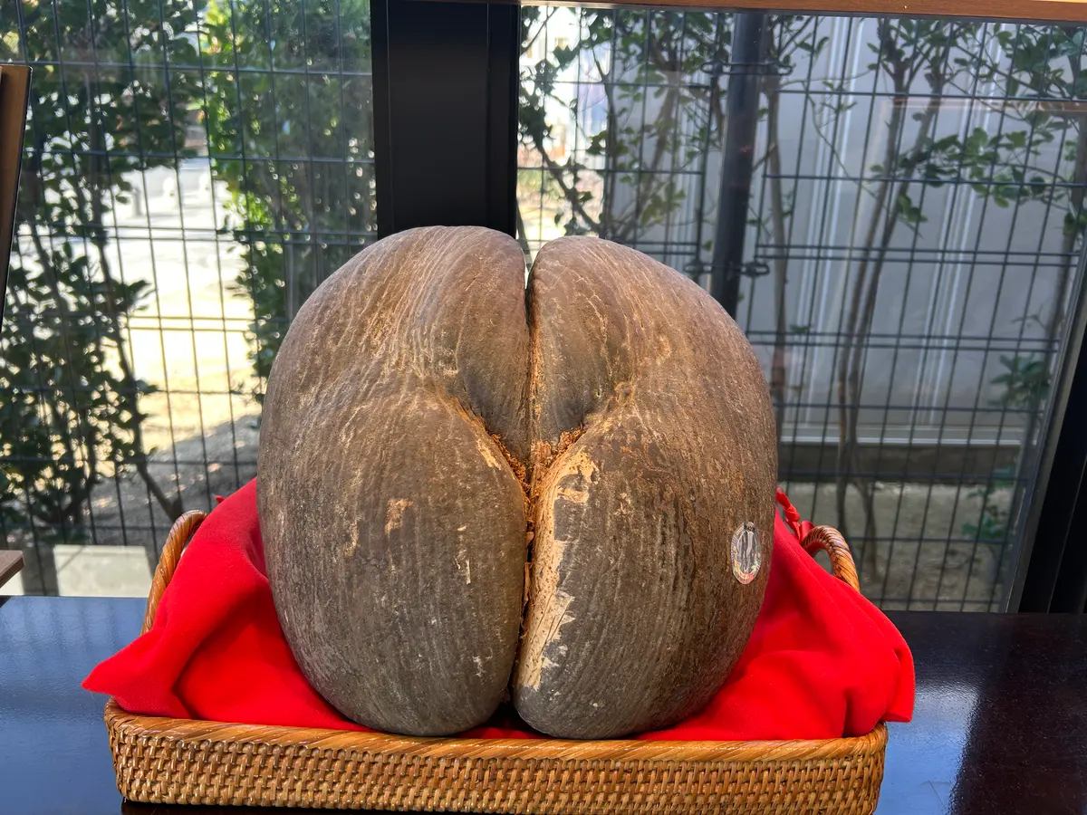 フタゴヤシの実と巨大アガベ(´⊙ω⊙`)｜園芸日記byマミコハウス 