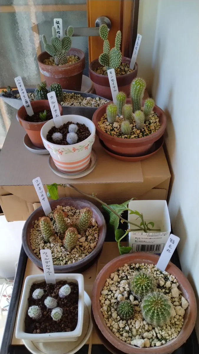 サボテン🌵たち｜園芸日記byまりもたろう｜みんなの趣味の園芸｜1294903
