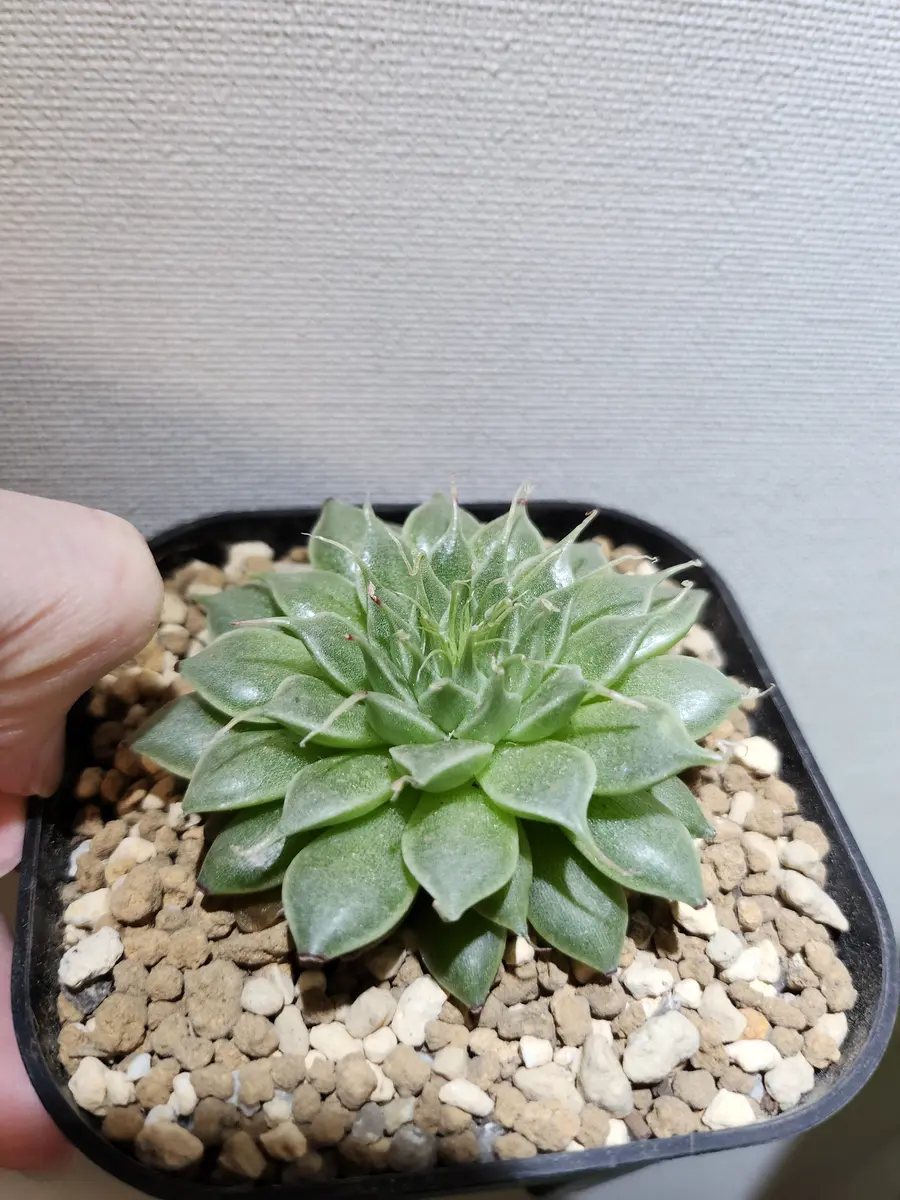 グラプトベリアシルバースター|園芸日記by律九|みんなの趣味の グラプトベリアシルバースター|園芸日記by律九|みんなの趣味の