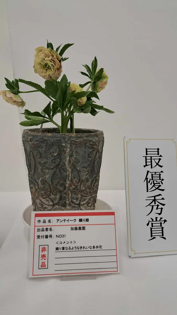 クリスマスローズの世界展 2025 2｜園芸日記by金子 明人