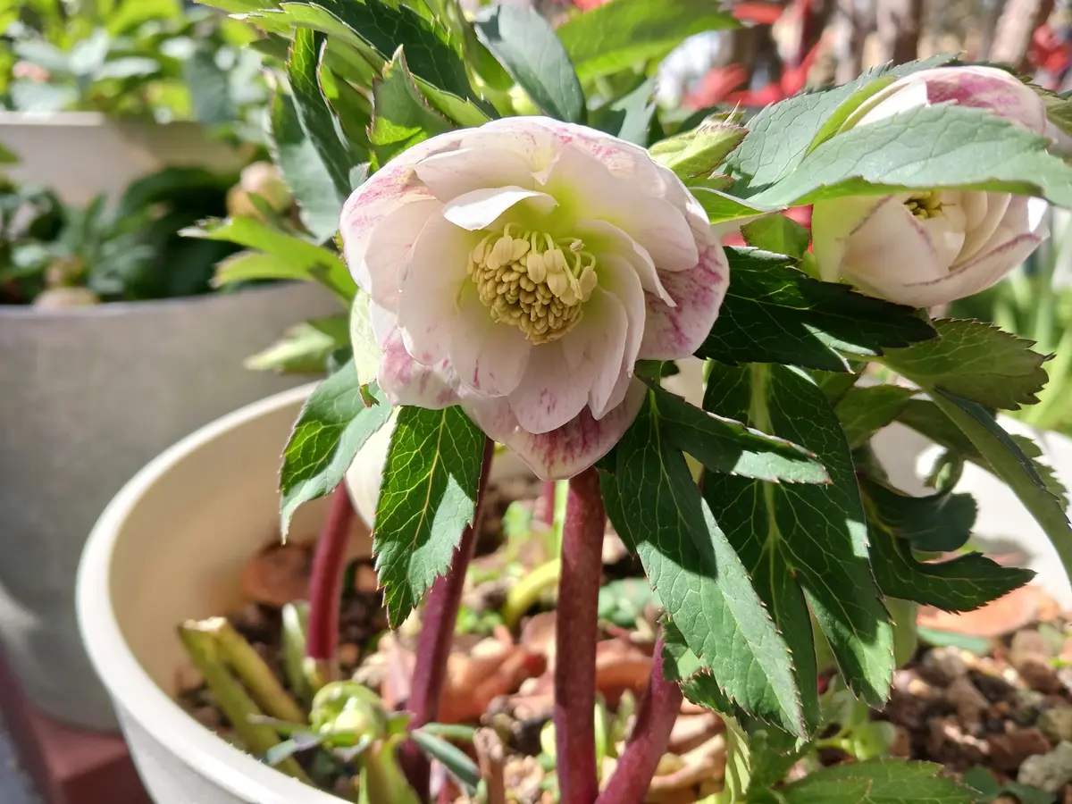 【予約】 クリスマスローズが咲きました～その2🌸｜園芸日記byこみち その他観葉植物