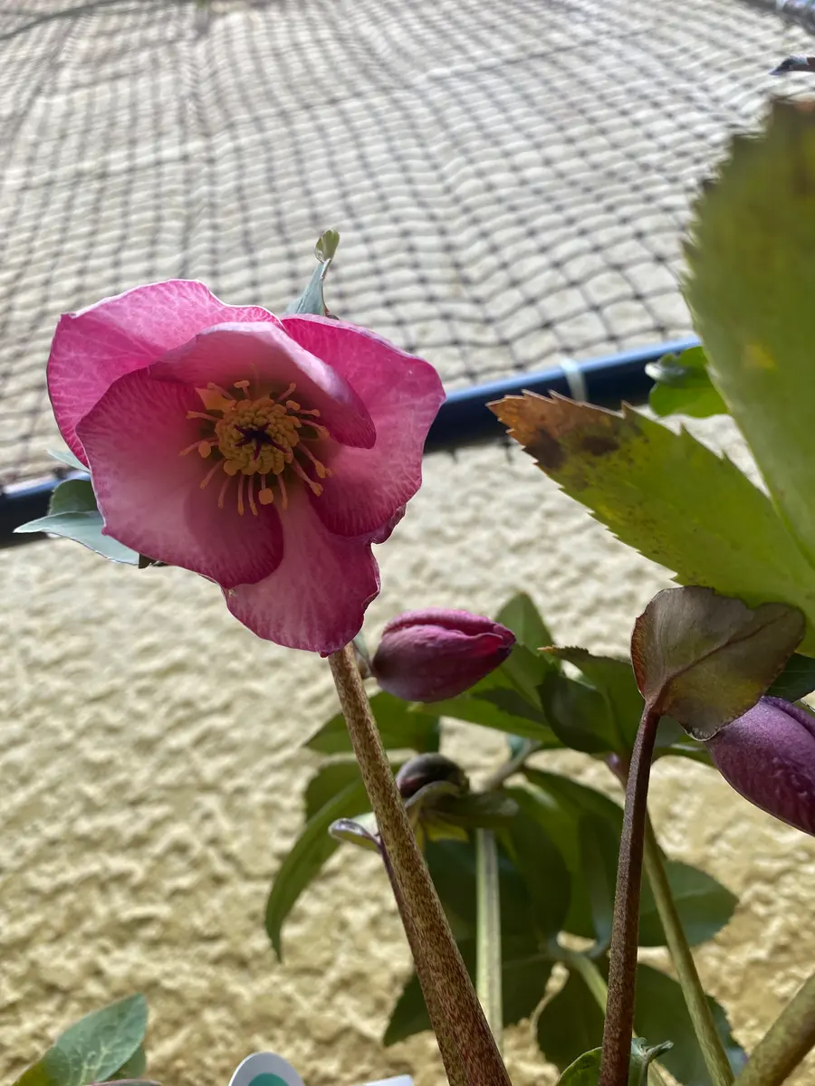 2025クリスマスローズ01｜園芸日記byBP｜みんなの趣味の園芸｜1295378