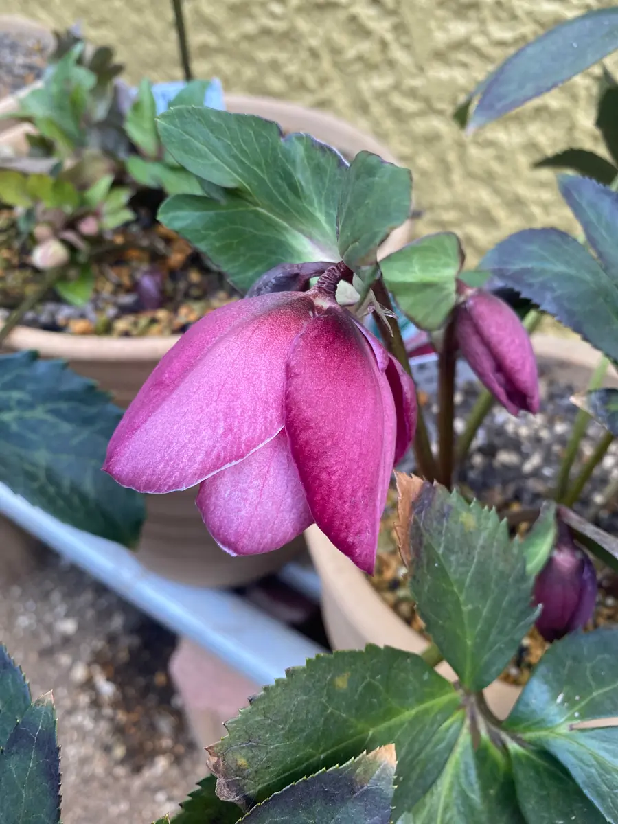 2025クリスマスローズ01｜園芸日記byBP｜みんなの趣味の園芸｜1295378