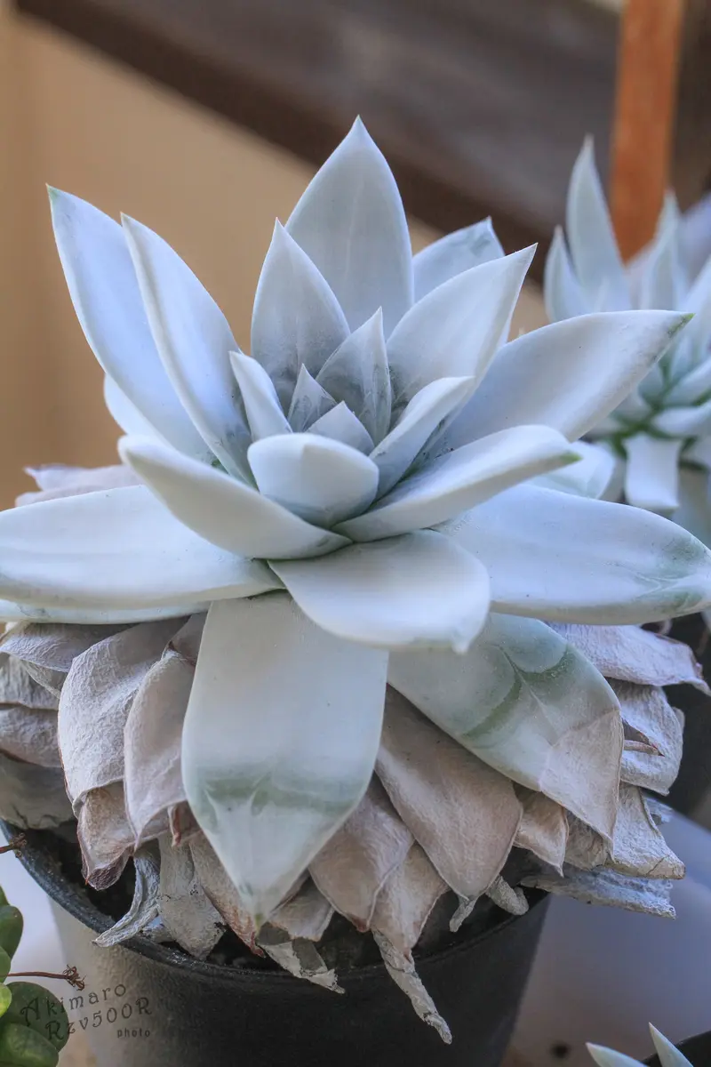 仙女盃1ばん｜園芸日記byめりー｜みんなの趣味の園芸｜1295420