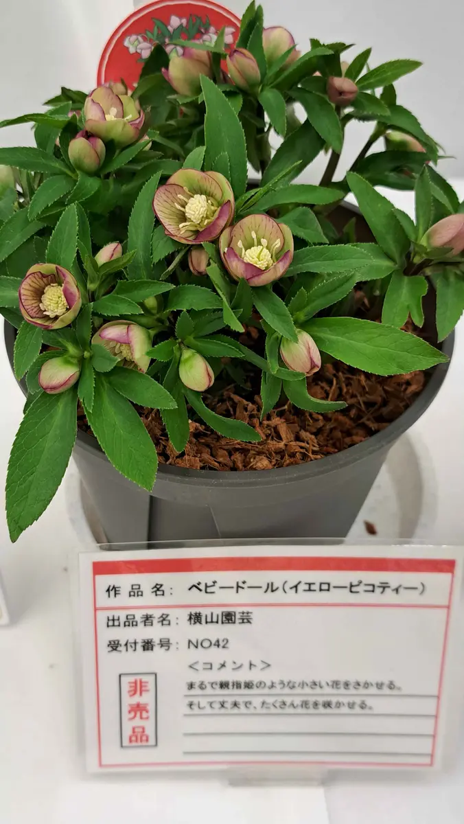 クリスマスローズ・ベビードール クリスマスローズ | 横山園芸