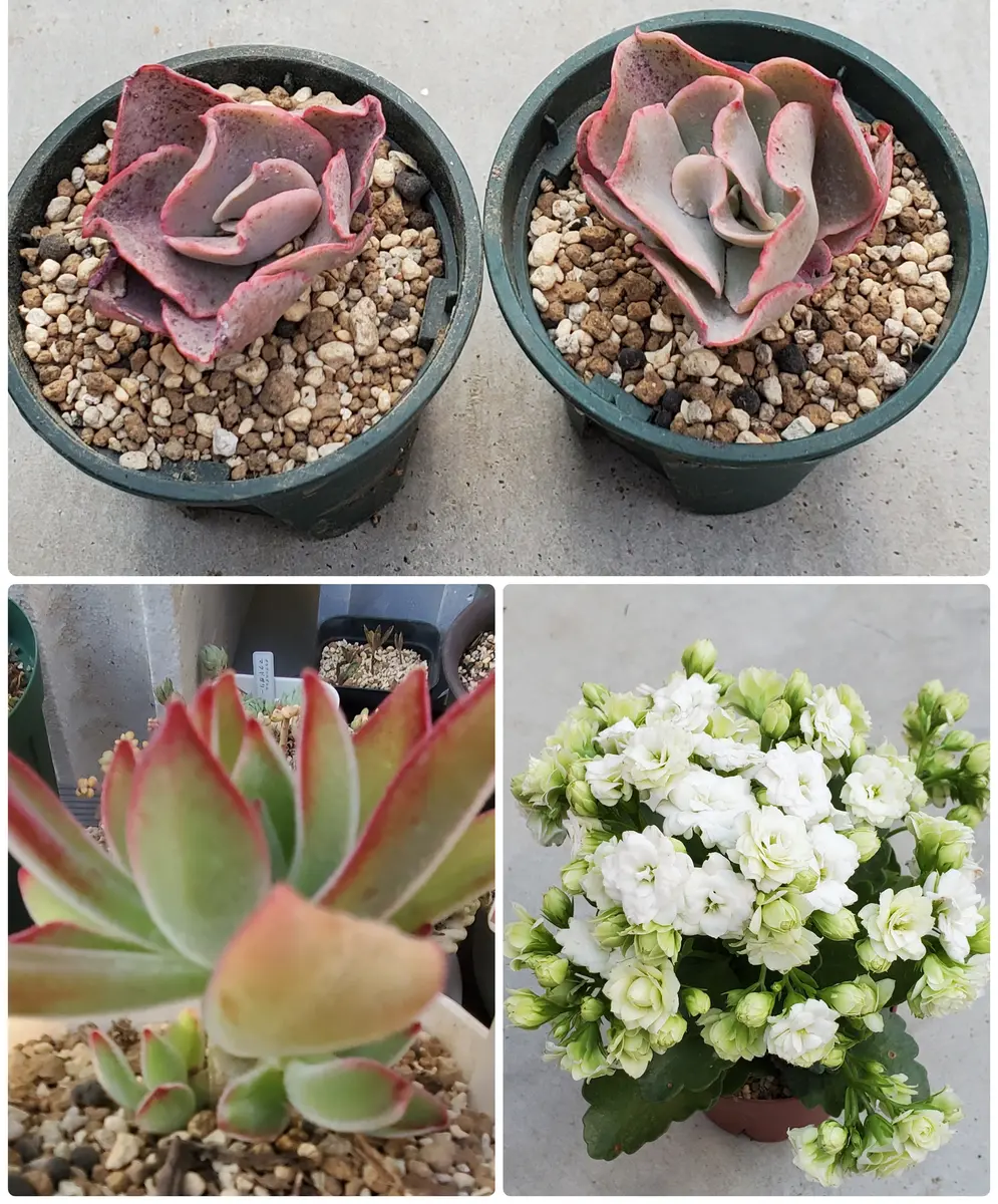 多肉植物^o^ ムラサキ 小苗 【公式通販】