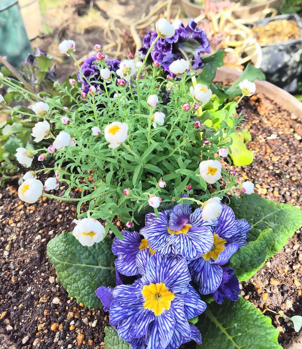 パンジーとジュリアンの寄せ植え｜園芸日記byjictenko｜みんなの趣味の  