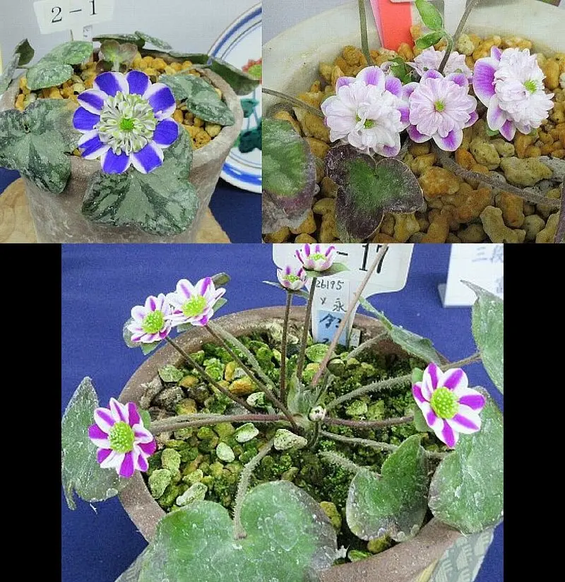 雪割草 三段花　白と紫と緑の花 　開花中 いまのところ、今年の雪割草の開花具合について | 中越植物園website