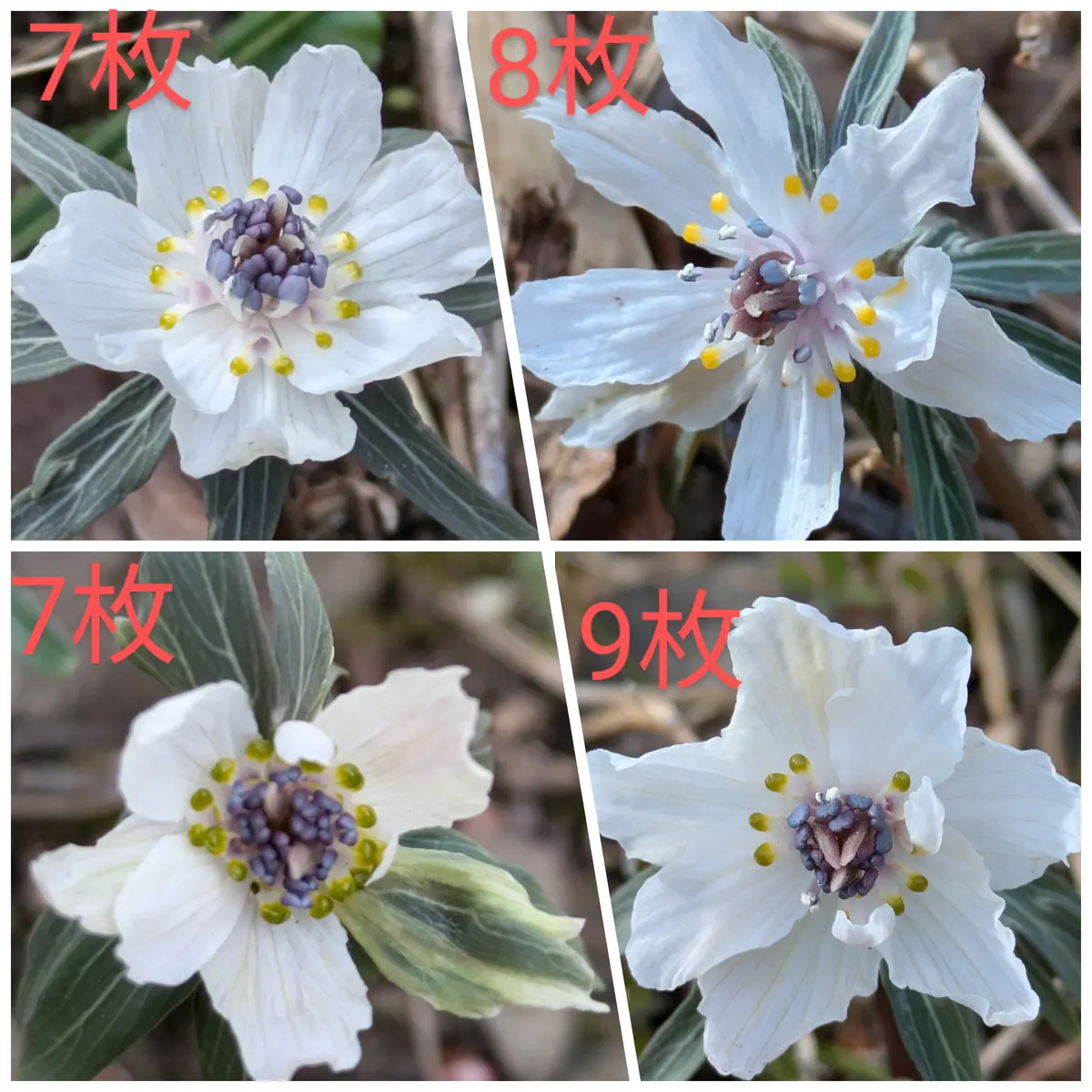 セツブンソウのあれこれ🌼｜園芸日記byしぃママ｜みんなの趣味の園芸