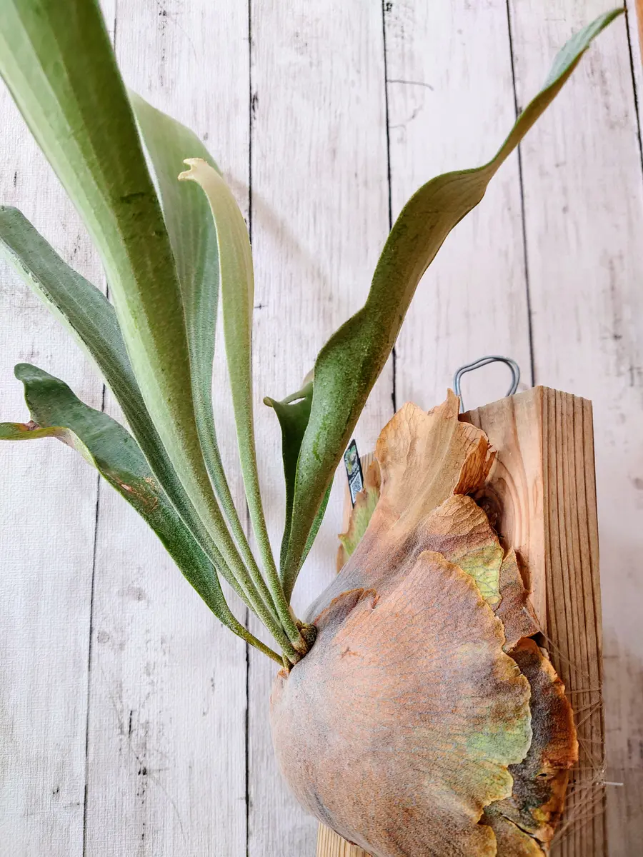 うちに来て1周年を迎えた、ビカクシダ・W5×diversifoliumさん。｜園芸