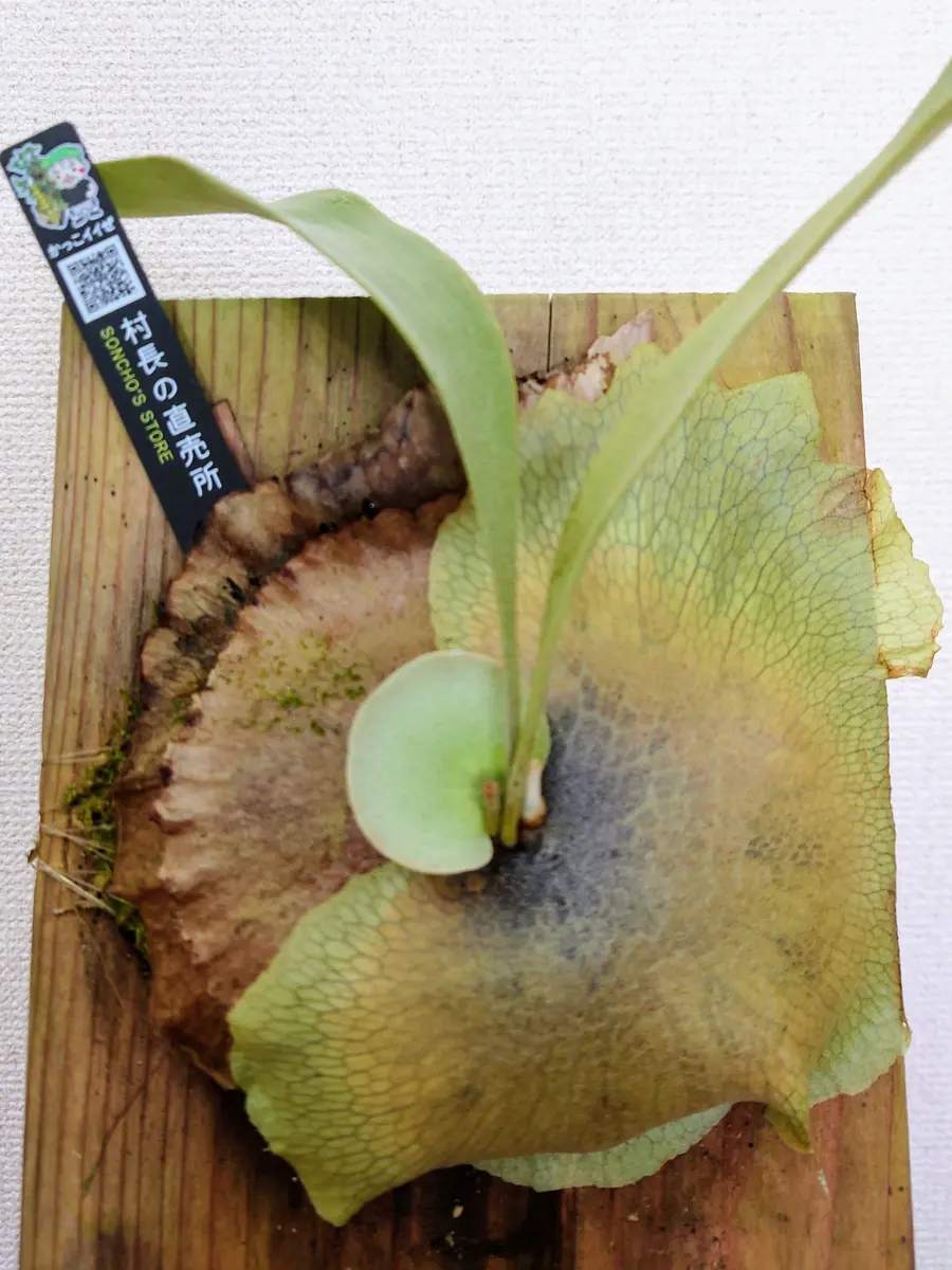 ビカクシダ A30 楽天市場】(現品) ビカクシダ 'ラナ' (pup) (No.41105