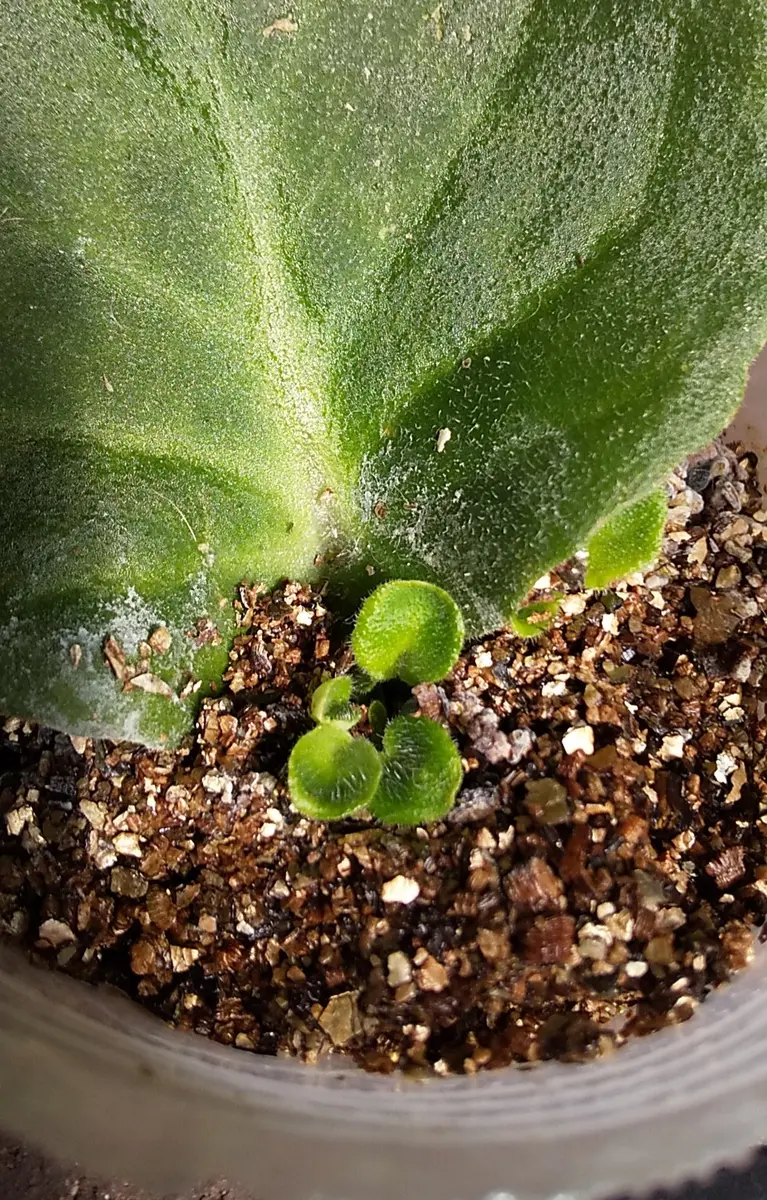 セントポーリアの葉挿し。小さな芽が育っています。｜園芸日記byユミ猫