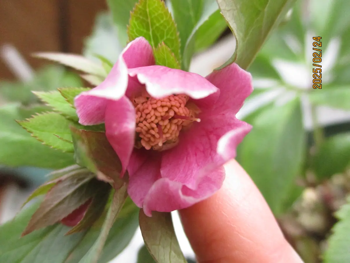 今年のチベタヌス交配の花で気に入ったもの｜園芸日記byみゆき