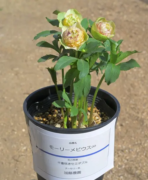 モーリーメビウスです。｜園芸日記by有島 薫｜みんなの趣味の園芸｜1296040