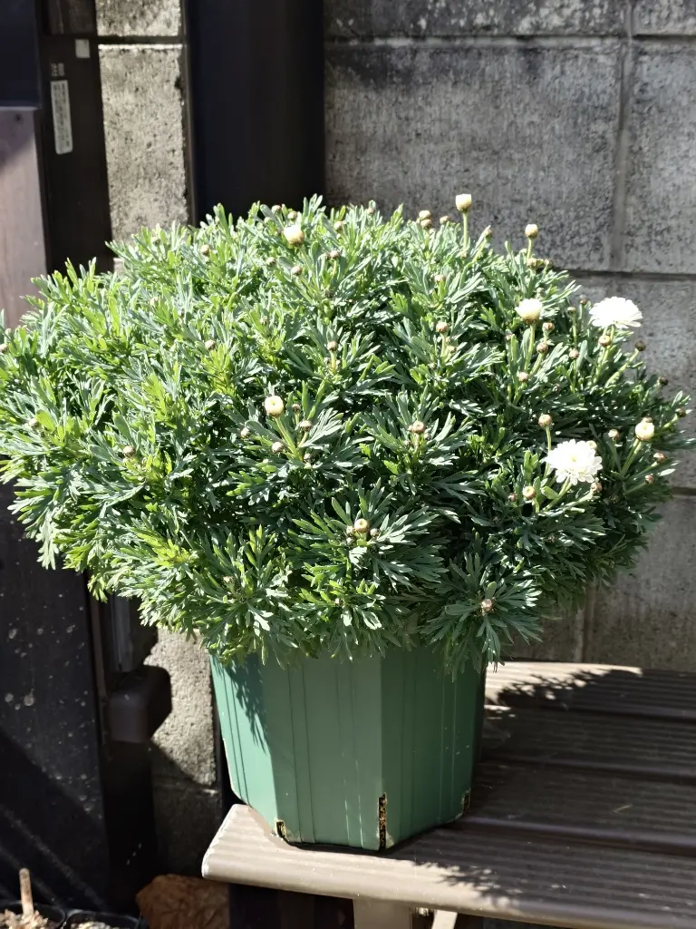 2月26日のマーガレット💮｜園芸日記byおむねどん｜みんなの