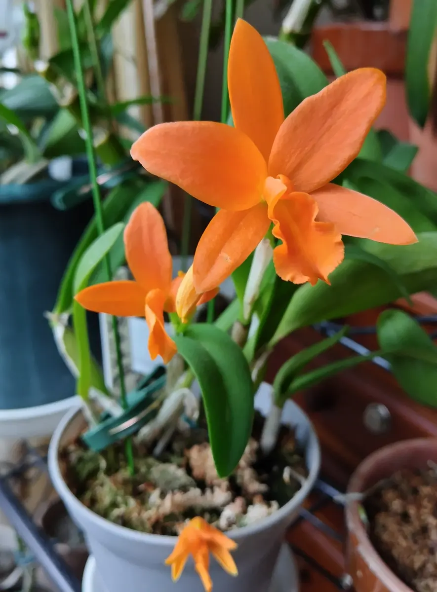 ミニカトレア3輪咲いてます｜園芸日記byノンフラワー｜みんなの趣味の