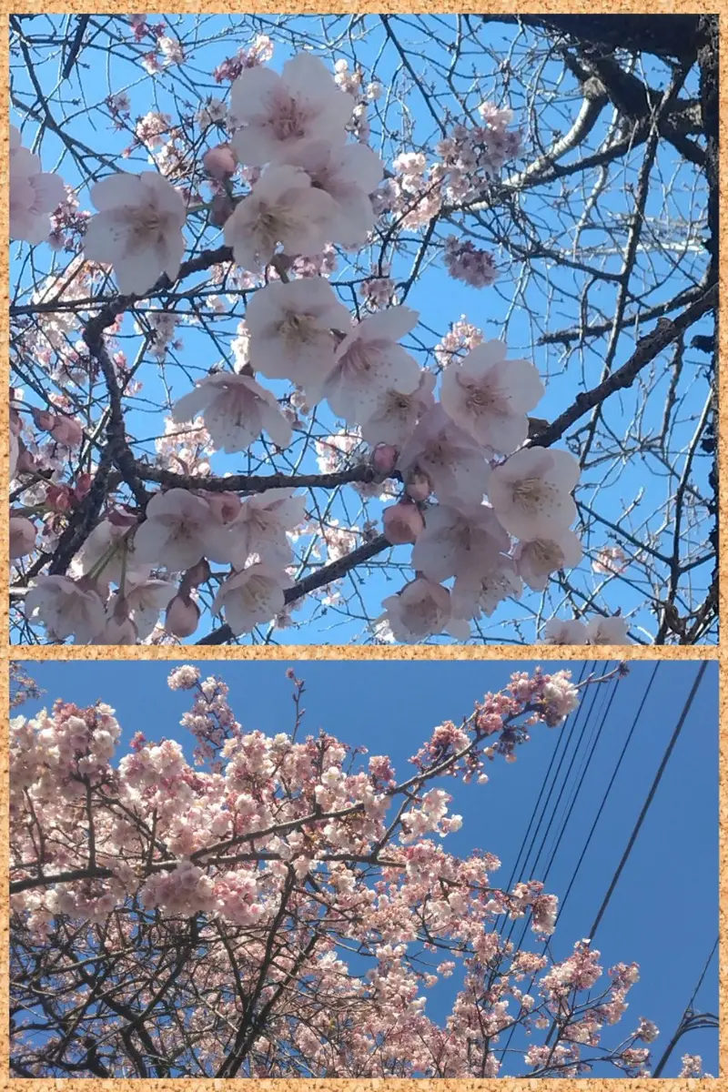 早咲きの桜｜園芸日記byかるしうむ｜みんなの趣味の園芸｜1296514