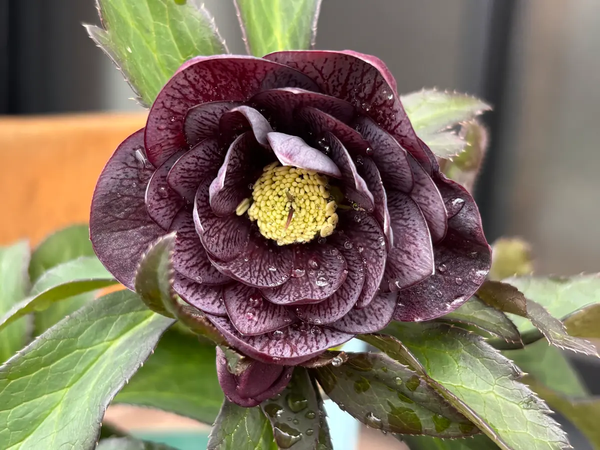 クリスマスローズ｜園芸日記bykeichangarden｜みんなの趣味の園芸｜1297079