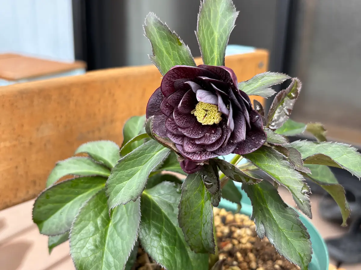 クリスマスローズ｜園芸日記bykeichangarden｜みんなの趣味の園芸｜1297079