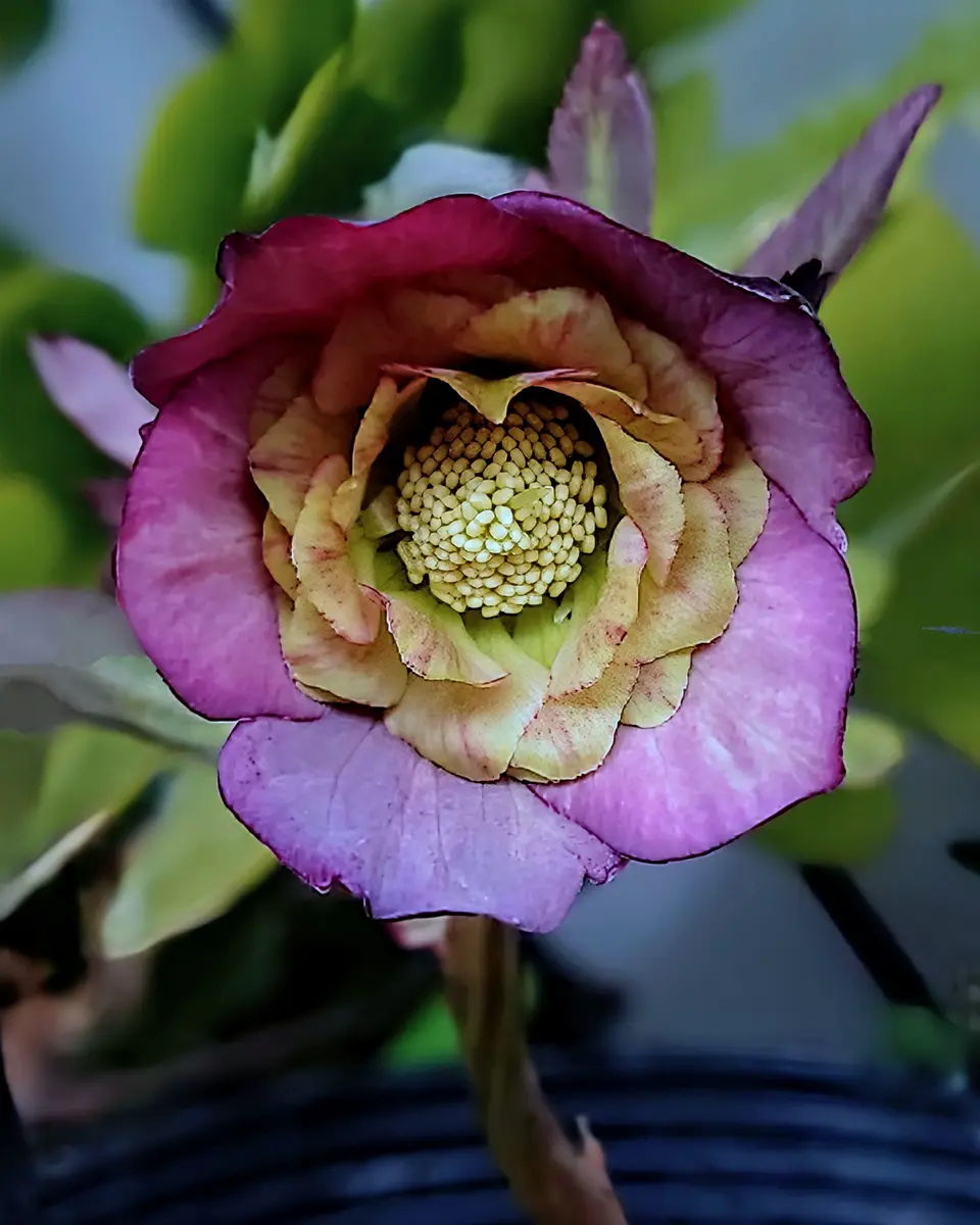 クリスマスローズ カメレオン 【公式通販】