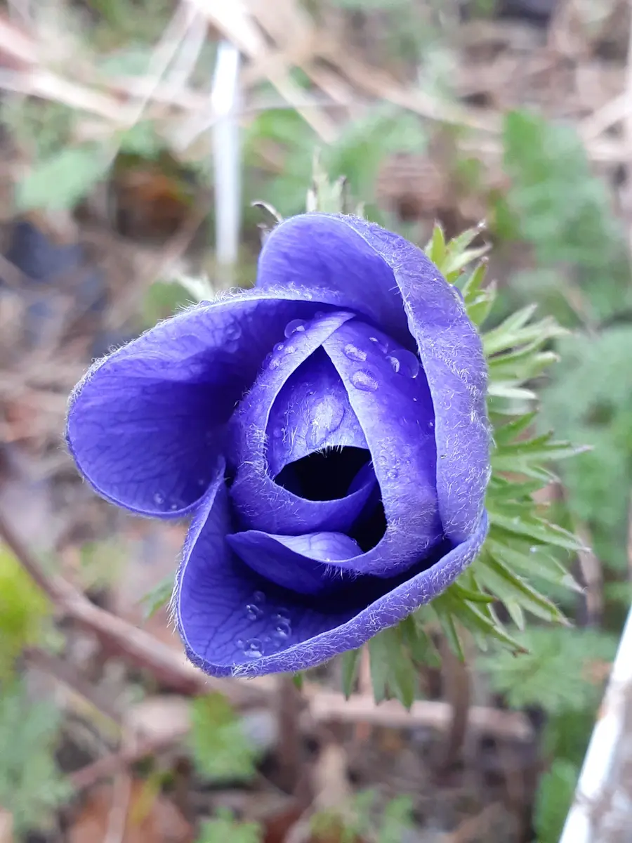 アネモネ💜💙水仙タマラ💛｜園芸日記byメドラ｜みんなの趣味の園芸